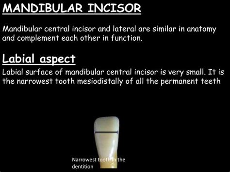 Dental Anatomy And Physiology Of Permanent Teeth Ppt