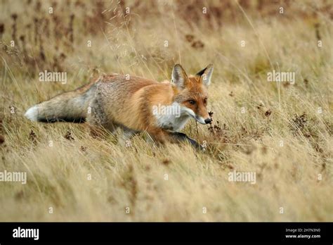 Red Fox Vulpes Vulpes Standing In A Meadow Czech Republic Stock