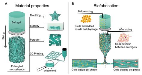 3d Bioprinting Of Architected Hydrogels From Entangled Microstrands