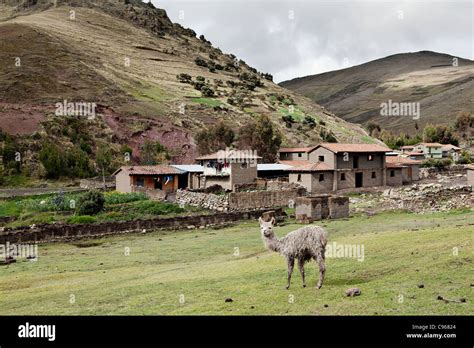 Llama In Pampallaqta Village Andes Mountains Peru Stock Photo Alamy