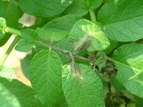 Peronospora Della Patata Come E Quando Intervenire Terra E Vita