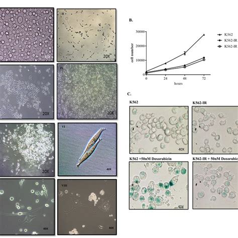 Flow Cytometry Of Cell Surface Markers Of K562 And K562 Ir Cells Cd45 Download Scientific