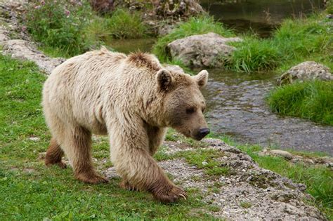 Siberian Bear Animals Brown Bear Bear Nature-20 Inch By 30 Inch ...