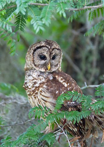 Barred Owl Strix Varia Barred Owl Owl Pictures Owl