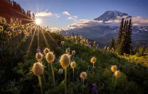 Mount Rainier National Park