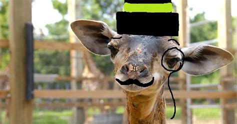 Ridiculously Photogenic Imguraffe Imgur