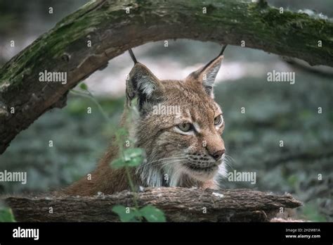 Closeup of Eurasian lynx (Lynx lynx) in its natural habitat Stock Photo ...