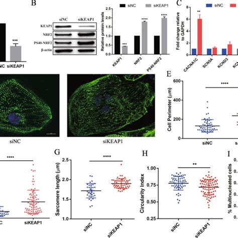 Nrf2 Promotes The Morphology And Structural Maturation Of Hipsc Cms A