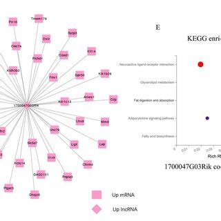 Co Expression Network Analysis And Functional Prediction Of