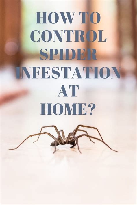 How To Control Spider Infestation At Home Vip Pest Management