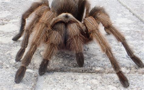 Arizona Blonde Tarantula | bugzrule