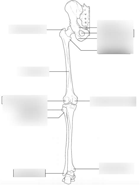 Bony Landmarks Of The Posterior Lower Limb Diagram Quizlet