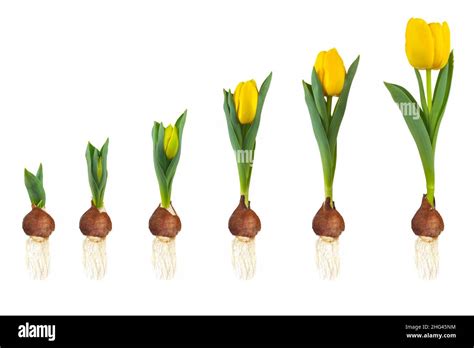 Growth Stages Of A Yellow Tulip From Flower Bulb To Blooming Flower