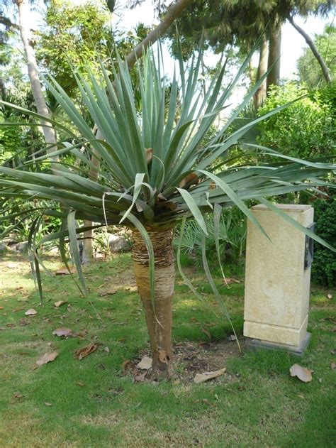 Dracaena Cinnabari Mazhar Botanic Garden