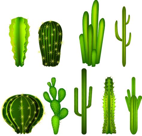 Cactaceae Clip Art Cactus Png Download 529507 Free Transparent