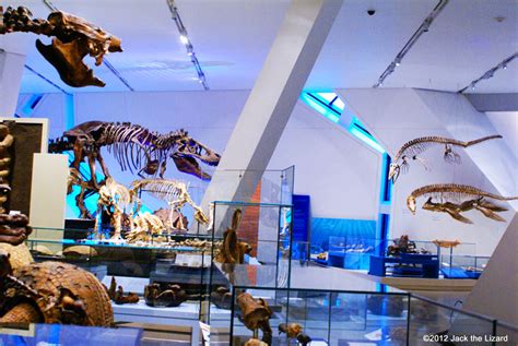 Royal Ontario Museum (Dinosaurs) - Jack the Lizard Wonder World