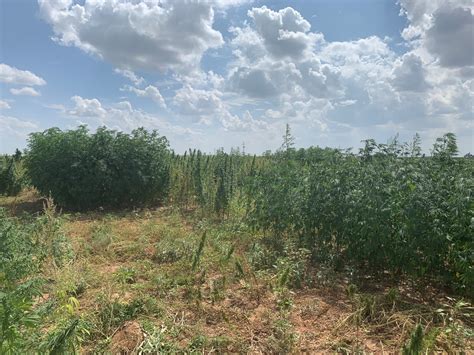 Next “first Tuesday” Statewide Hemp Zoom Update From Texas Aandm Agrilife