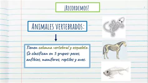 Power Point Animales Vertebrados Los Peces Profesocial