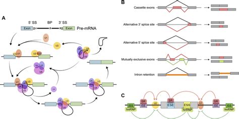 Gross And Molecular Anatomy Of The Mammalian Cochlea A The Structure