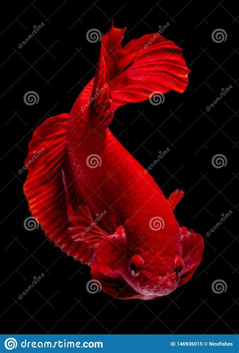 Luta Dos Peixes De Betta No Aqu Rio Imagem De Stock Imagem De Cauda