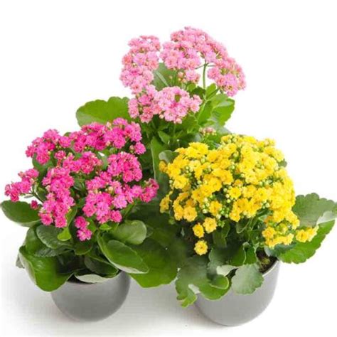 Kalanchoé kalanchoe Jardinerie BONCAP