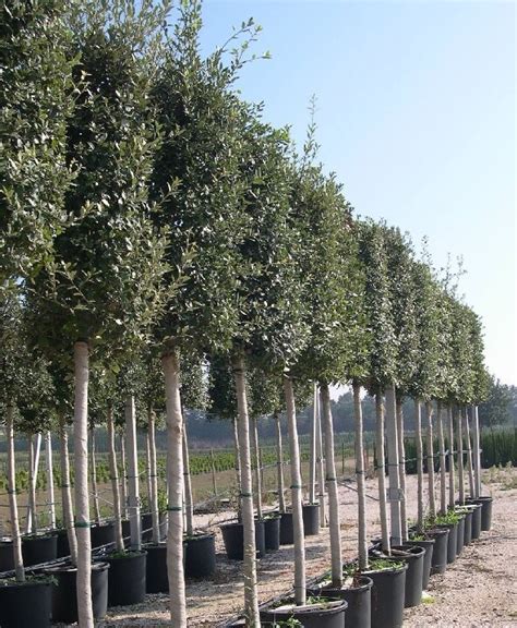 Ch Ne Vert Tige Quercus Ilex Tige P Pini Re Sainte Marguerite