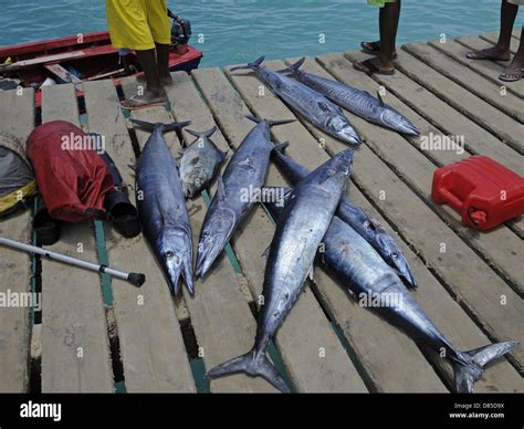 Poissons Sal Cap Vert Banque De Photographies Et Dimages Haute