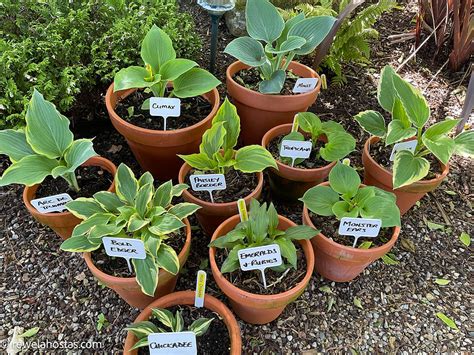 How To Stop Slugs Eating My Hostas Effective Protection Methods