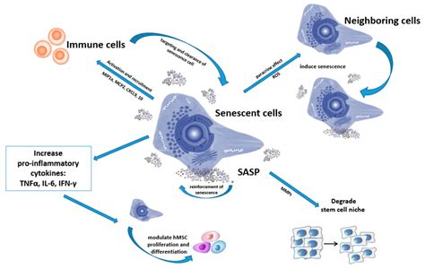 Ijms Free Full Text Mesenchymal Stromal Cells As A Driver Of