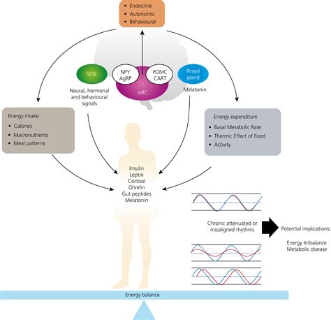 Mealtime A Circadian Disruptor And Determinant Of Energy Balance