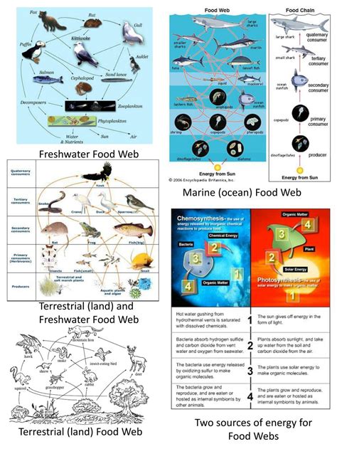 PPT - Freshwater Food Web PowerPoint Presentation, free download - ID ...