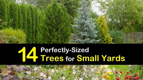 14 Perfectly-Sized Trees for Small Yards