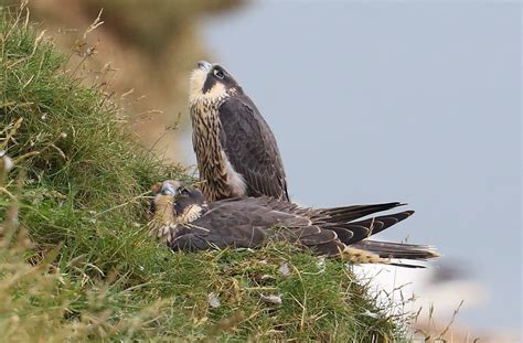 Juvenile Peregrines Look Up To The Skies And See Flickr