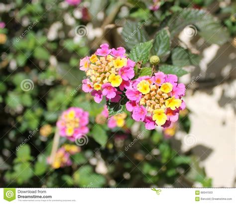 Rosa Y Amarillo De La Flor Del Camara Del Lantana Imagen De Archivo