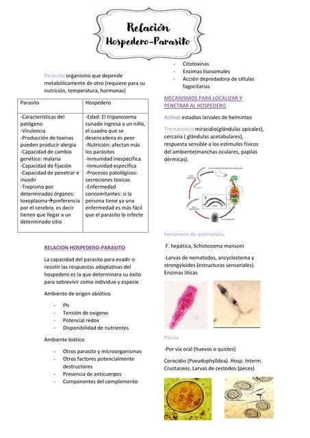 Parasito Imed Apuntes Udocz