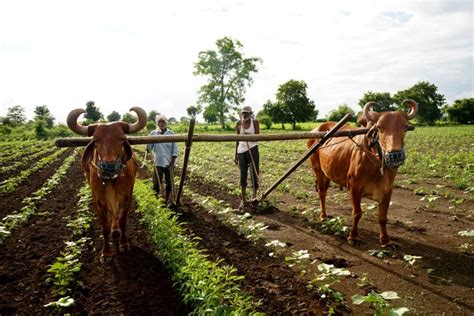 Indian Farmer Ploughing Bull His Field Maharashtra India Stock Photo