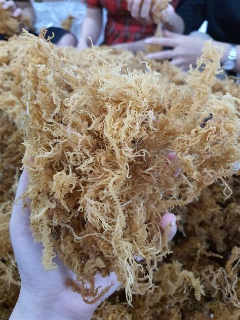 Sundired And Wild Crafted Dried Sea Moss From Viet Nam By Viet Delta