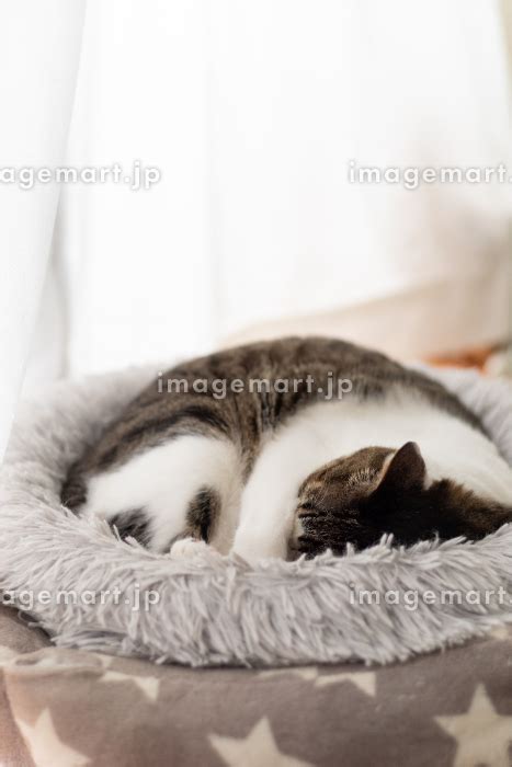 眠る猫 キジトラ白の写真素材 193558691 イメージマート