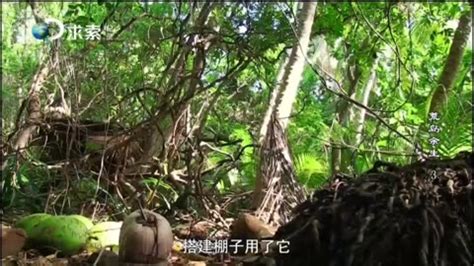 高清英配中字探索频道 荒岛余生 只身在荒岛60天 Naked Castaway 全集 3 综艺视频 免费在线观看 爱奇艺