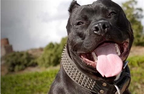 Perros Pitbull Caracter Sticas Cuidados Y Las Mejores Razas