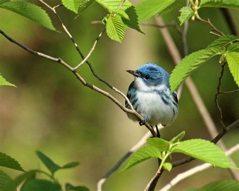 Meet The Cerulean Warbler Sky Blue Magnificence Batang Tabon