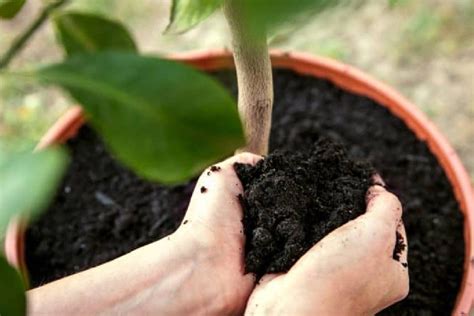 6 Tips For Caring For Your Potted Lemon Tree