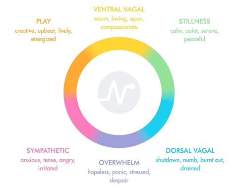 Ventral Vagal Parasympathetic State Nervous System Neurofit