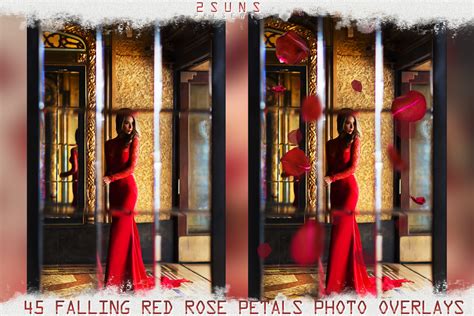 Falling Rose Petals Photo Overlays Flower Overlay Photoshop Overlay