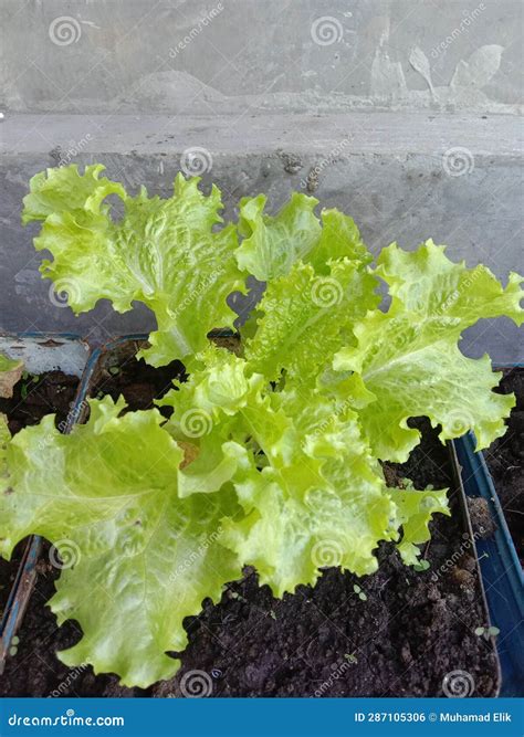 Verduras Frescas De Lechuga De Bokor Plantadas En Macetas Foto De