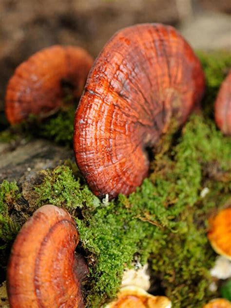 Kırmızı Reishi Mantarı Tohumu Ganoderma Lucidum Mantar Tohumu 200gr