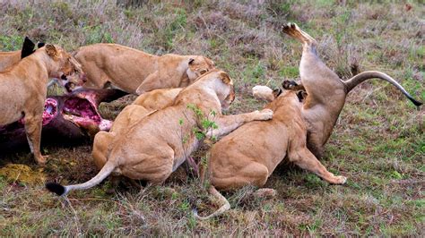 Las Fotos De La Brutal Pelea Entre Una Manada De Leonas Y Un León