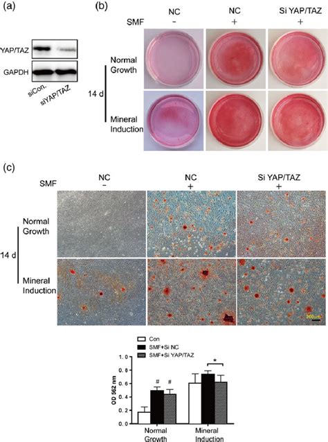 The Effect Of YAP TAZ On Mineralization Of Human Dental Pulp Stem Cells