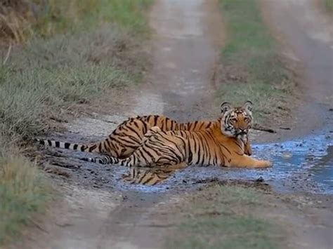 Nainital Zoo Transferred A Tiger And A Tigress To Jamnagar Zoo Ann