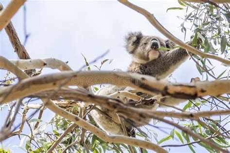 La Koala Hermosa En Vida Salvaje Come Las Hojas Del Eucalipto Que Se